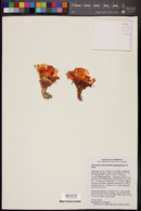 Echinopsis haematantha image