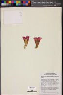 Echinocereus reichenbachii subsp. perbellus image