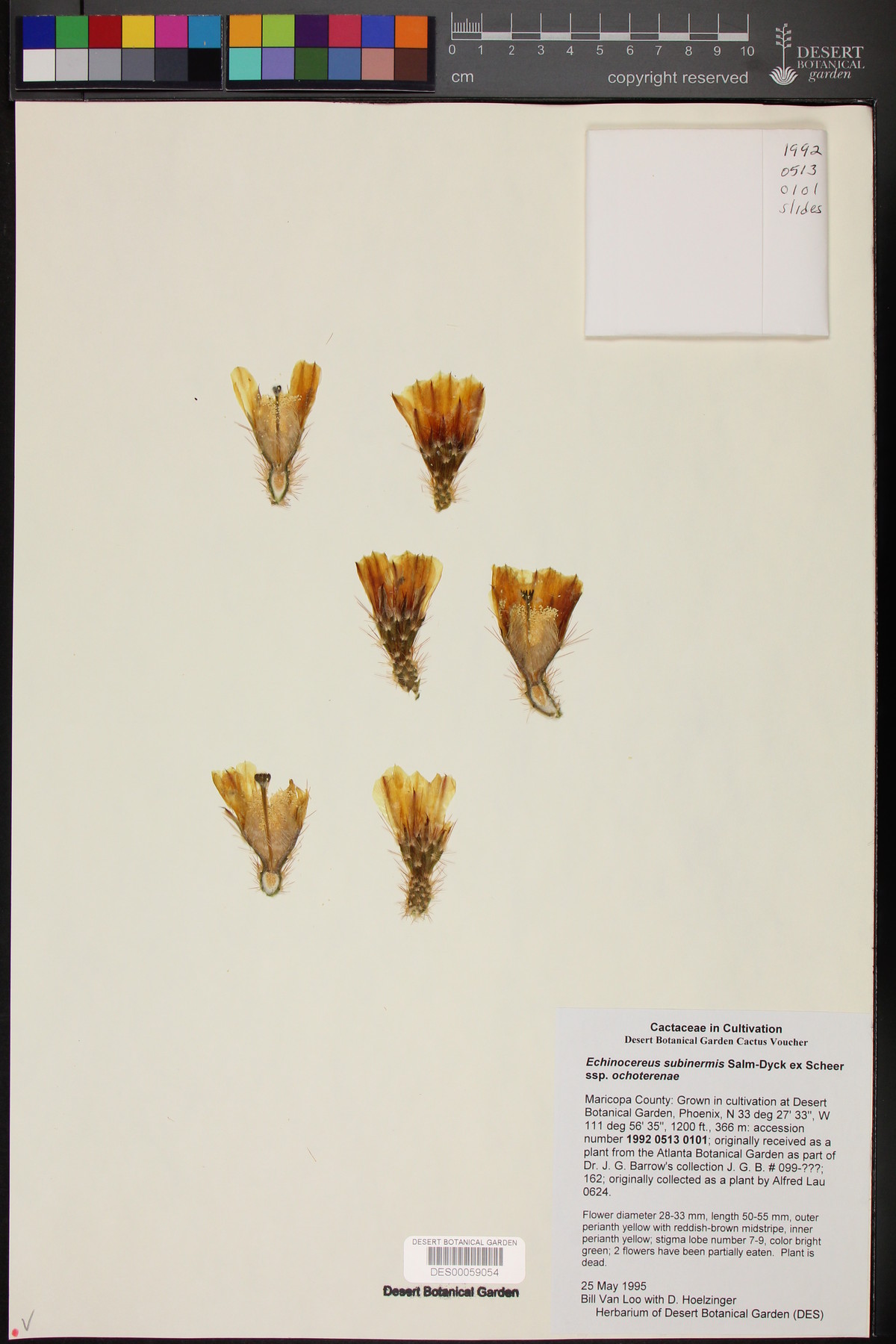 Echinocereus subinermis subsp. ochoterenae image