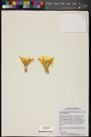 Echinocereus subinermis subsp. ochoterenae image