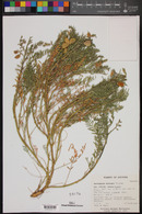 Astragalus allochrous image