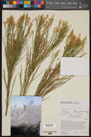 Baccharis sergiloides image