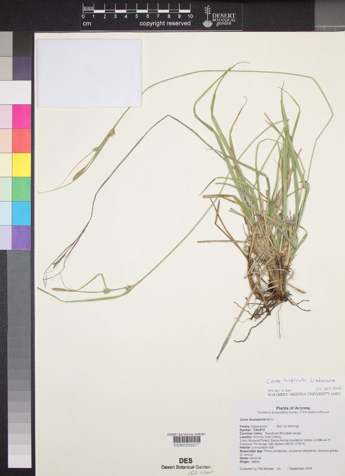 Carex turbinata image