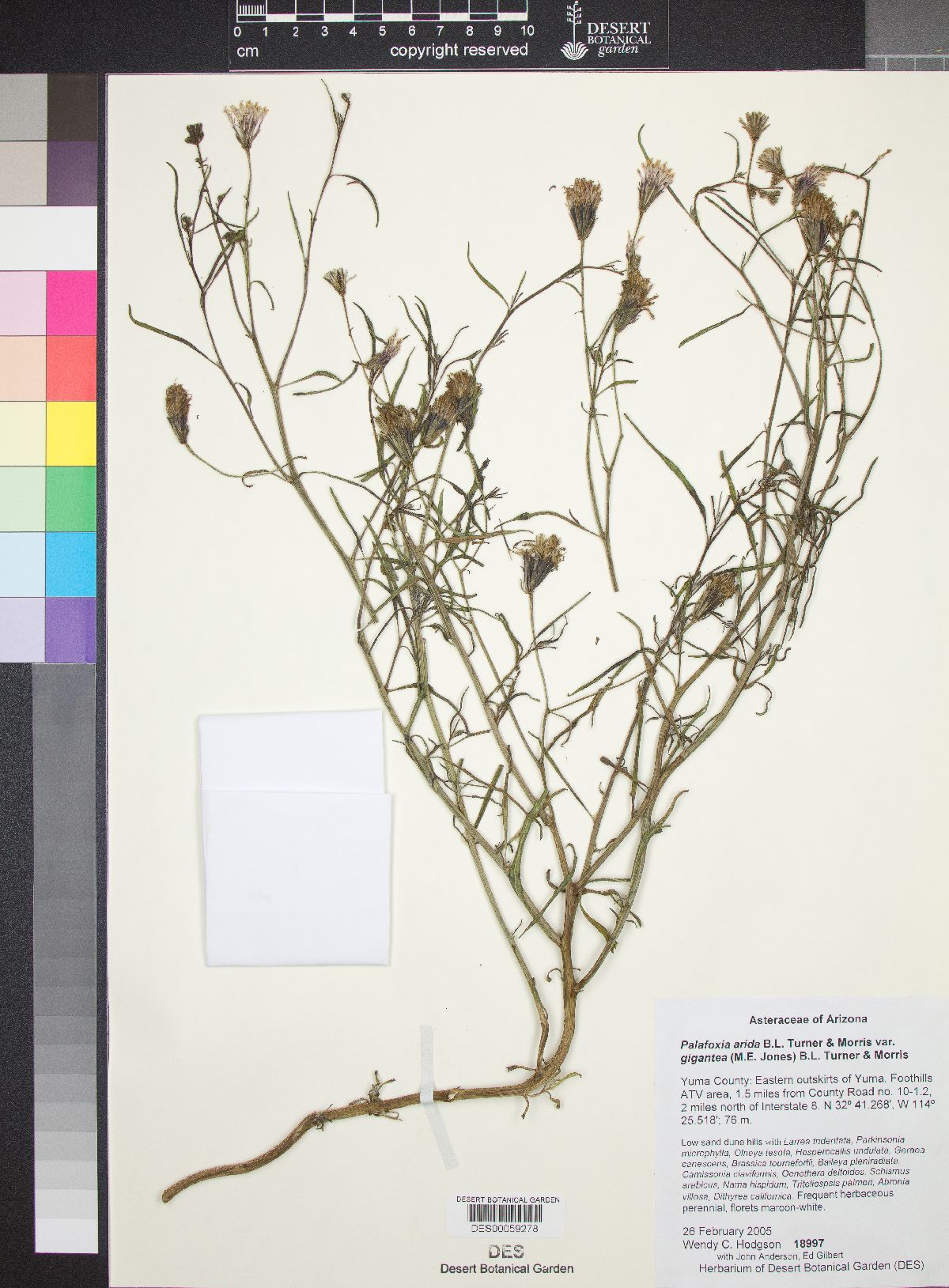 Palafoxia arida var. gigantea image