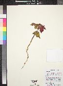 Ricinus communis image