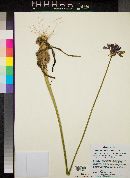 Triteleiopsis palmeri image