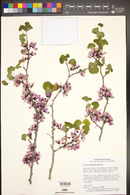 Cercis orbiculata image