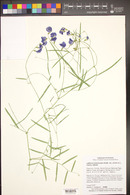 Lathyrus brachycalyx subsp. zionis image