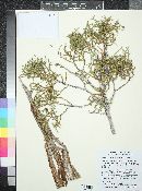 Juniperus osteosperma image