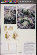 Echinocactus polycephalus var. xeranthemoides image