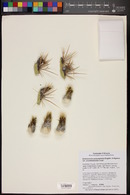 Echinocactus polycephalus var. xeranthemoides image