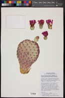 Opuntia basilaris var. longiareolata image