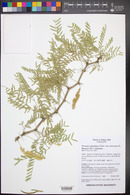 Prosopis glandulosa image