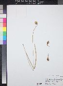 Dichelostemma capitatum subsp. capitatum image