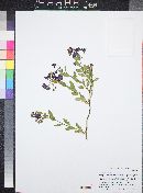 Solanum xanti image