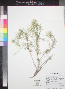 Linanthus floribundus image