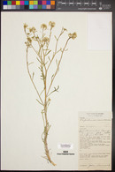 Lepidium montanum image