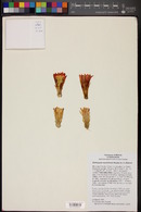Echinopsis maximiliana image