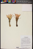 Echinopsis ferox image