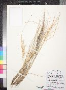 Aristida purpurea var. nealleyi image