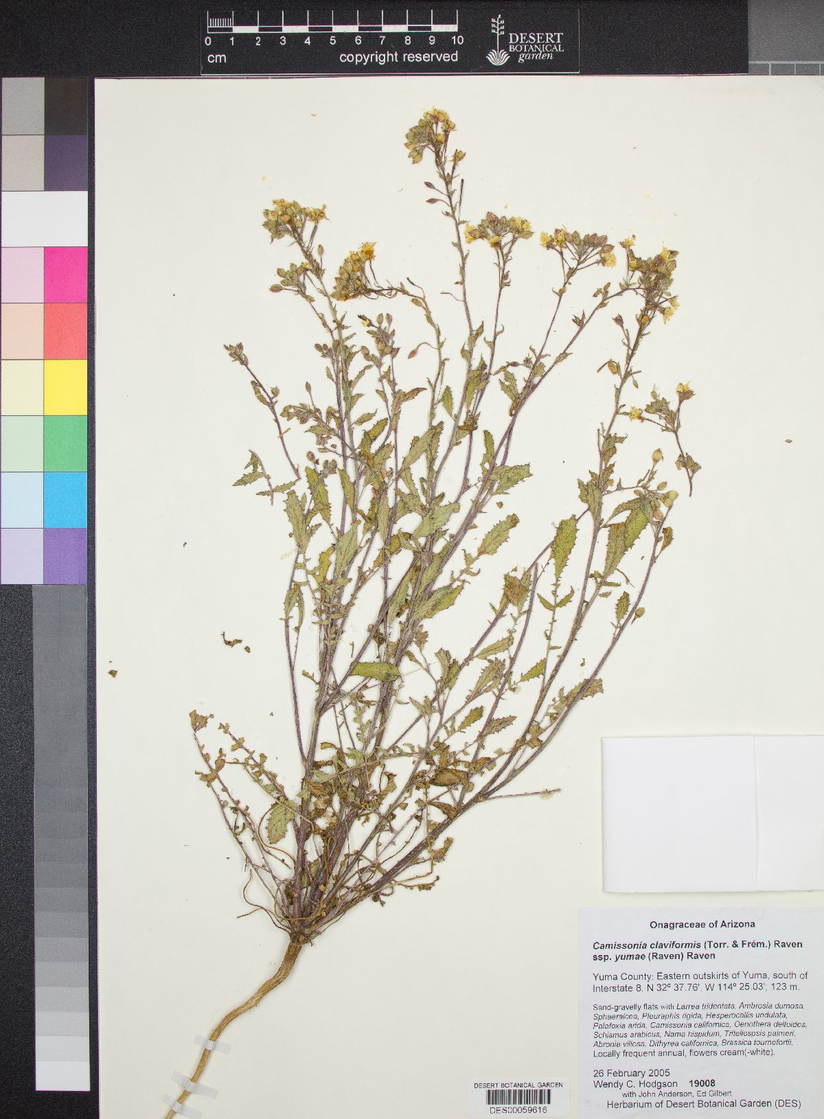 Chylismia claviformis var. yumae image