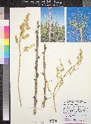 Fouquieria columnaris image