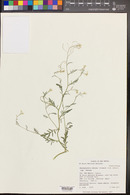 Descurainia obtusa subsp. obtusa image