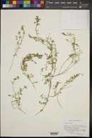 Lepidium didymum image