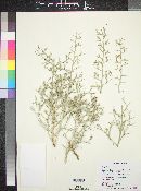 Stephanomeria spinosa image