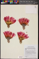 Echinocereus reichenbachii subsp. armatus image