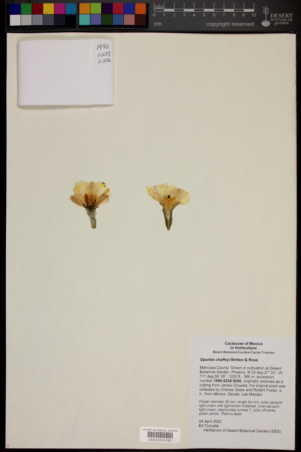 Opuntia chaffeyi image