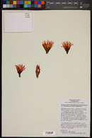Eriosyce heinrichiana var. setosiflora image