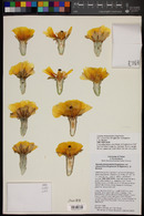 Opuntia phaeacantha image