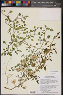 Physalis crassifolia image