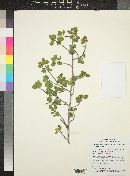 Amelanchier utahensis image