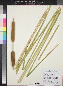 Typha angustifolia image