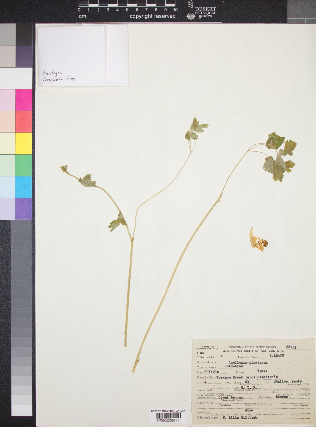 Aquilegia coerulea var. pinetorum image