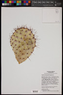 Opuntia stenopetala image