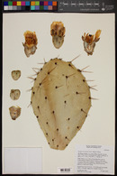 Opuntia x vaseyi image