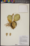 Opuntia polyacantha image