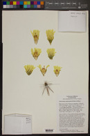 Ferocactus santa-maria image