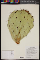 Opuntia robusta image