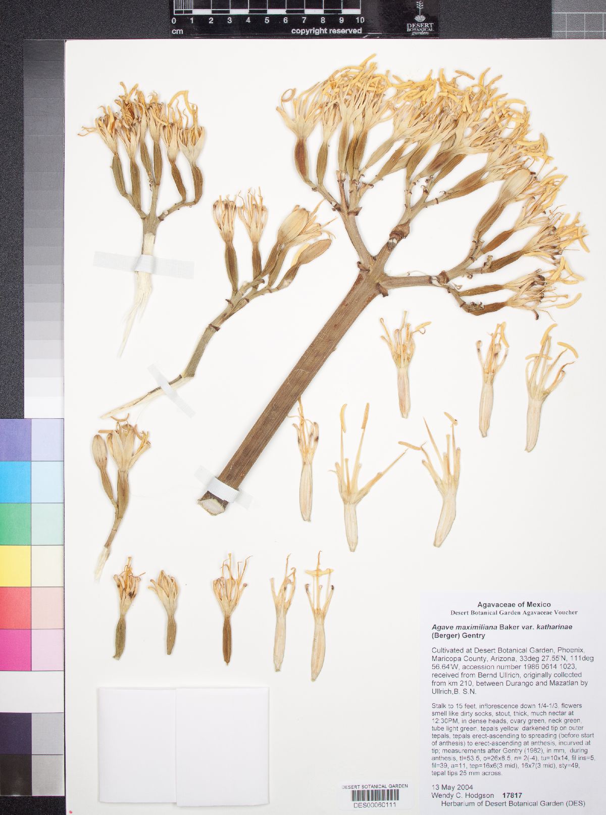 Agave maximiliana var. katharinae image