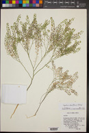 Lepidium densiflorum image