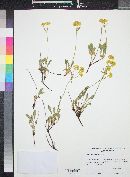 Eriogonum umbellatum image