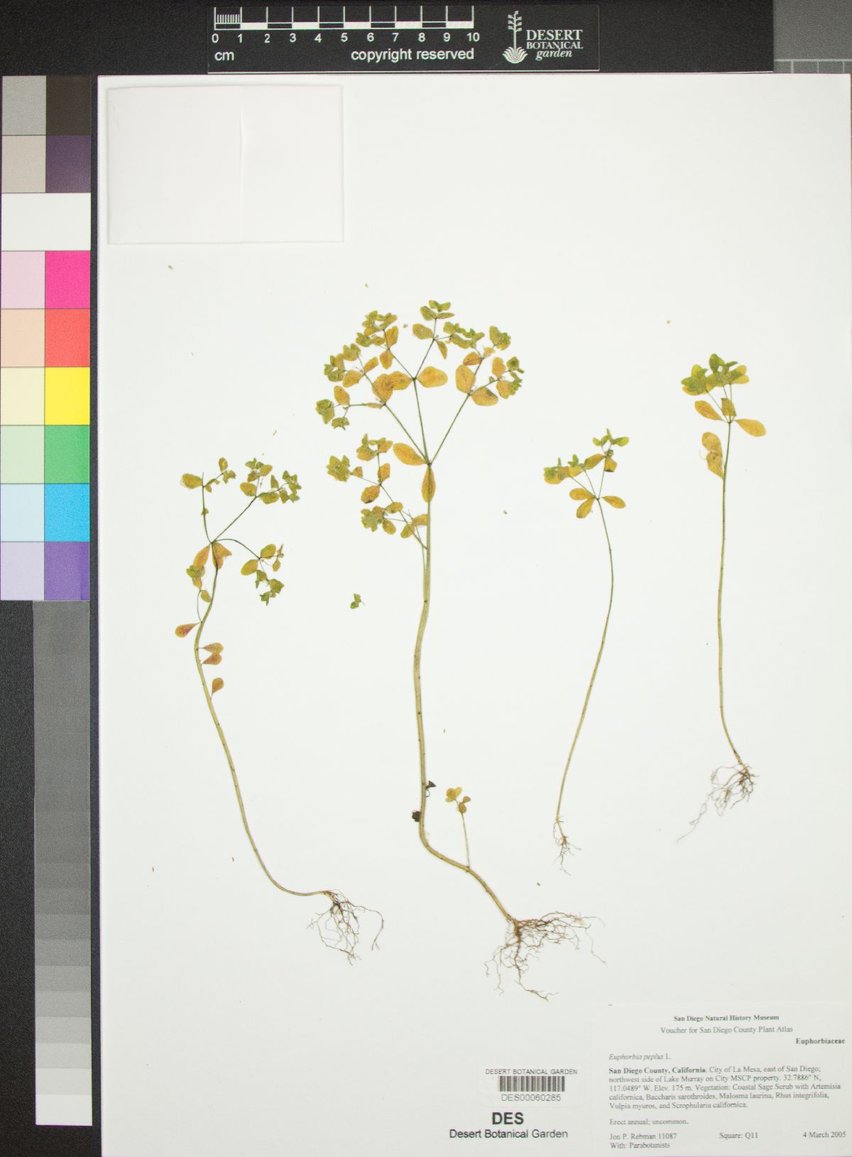 Euphorbia peplus image