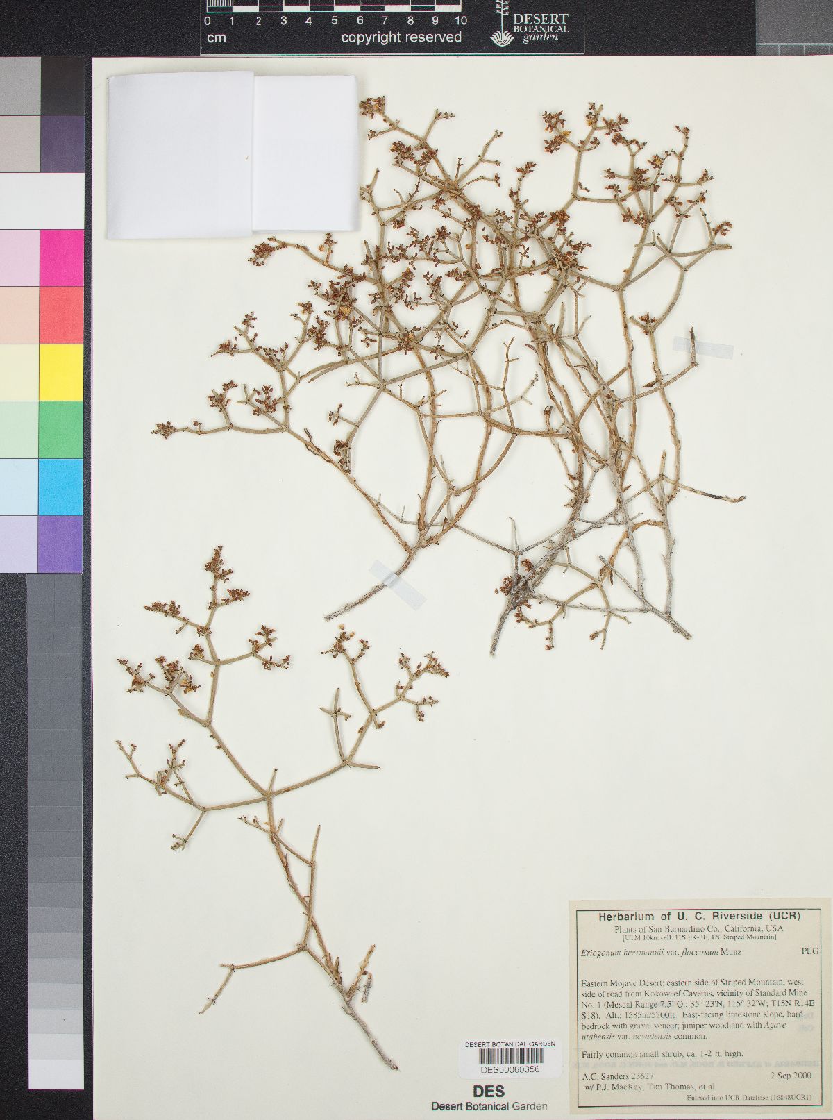 Eriogonum heermannii var. floccosum image