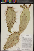 Opuntia phaeacantha image