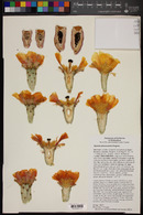 Opuntia phaeacantha image