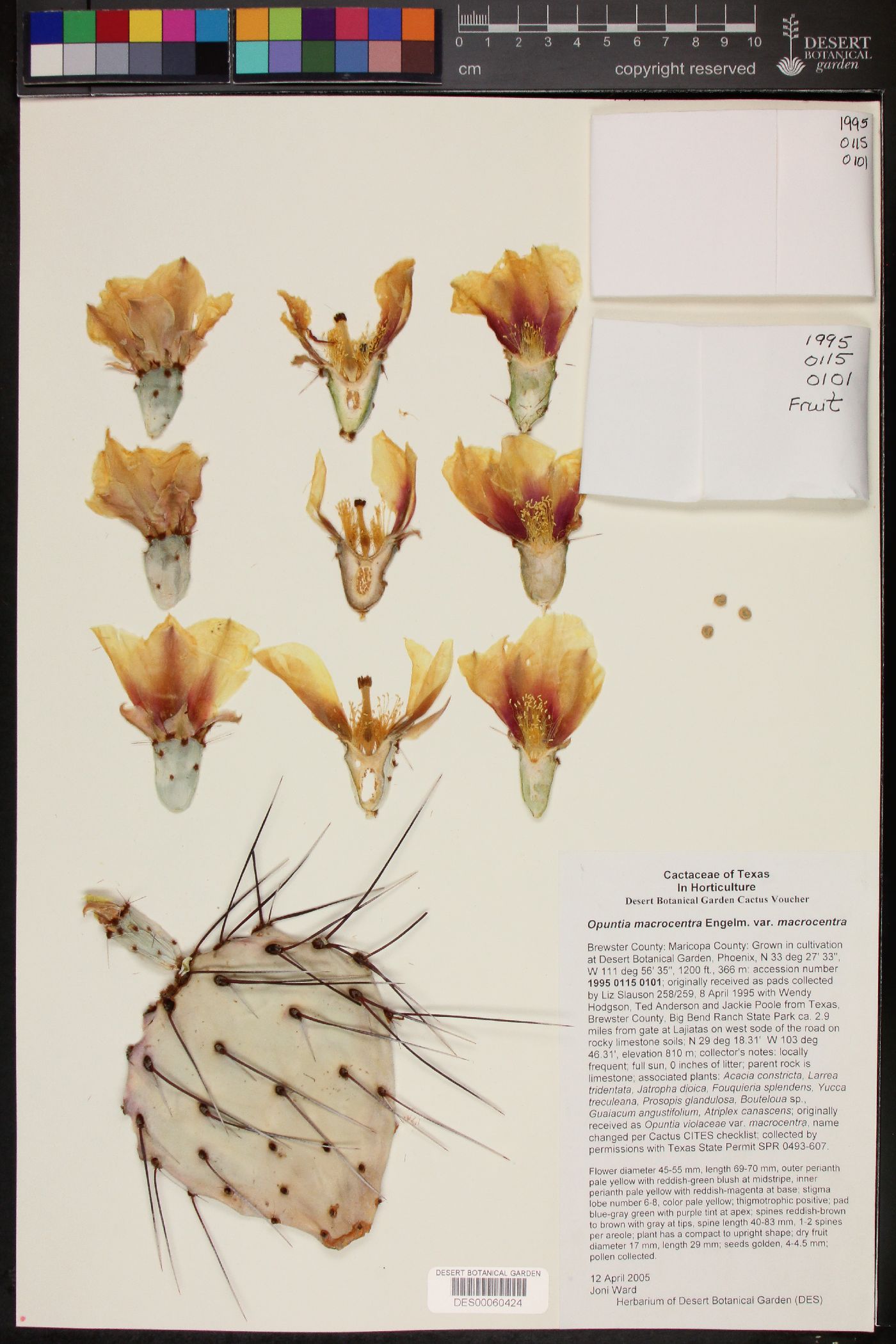 Opuntia macrocentra var. macrocentra image